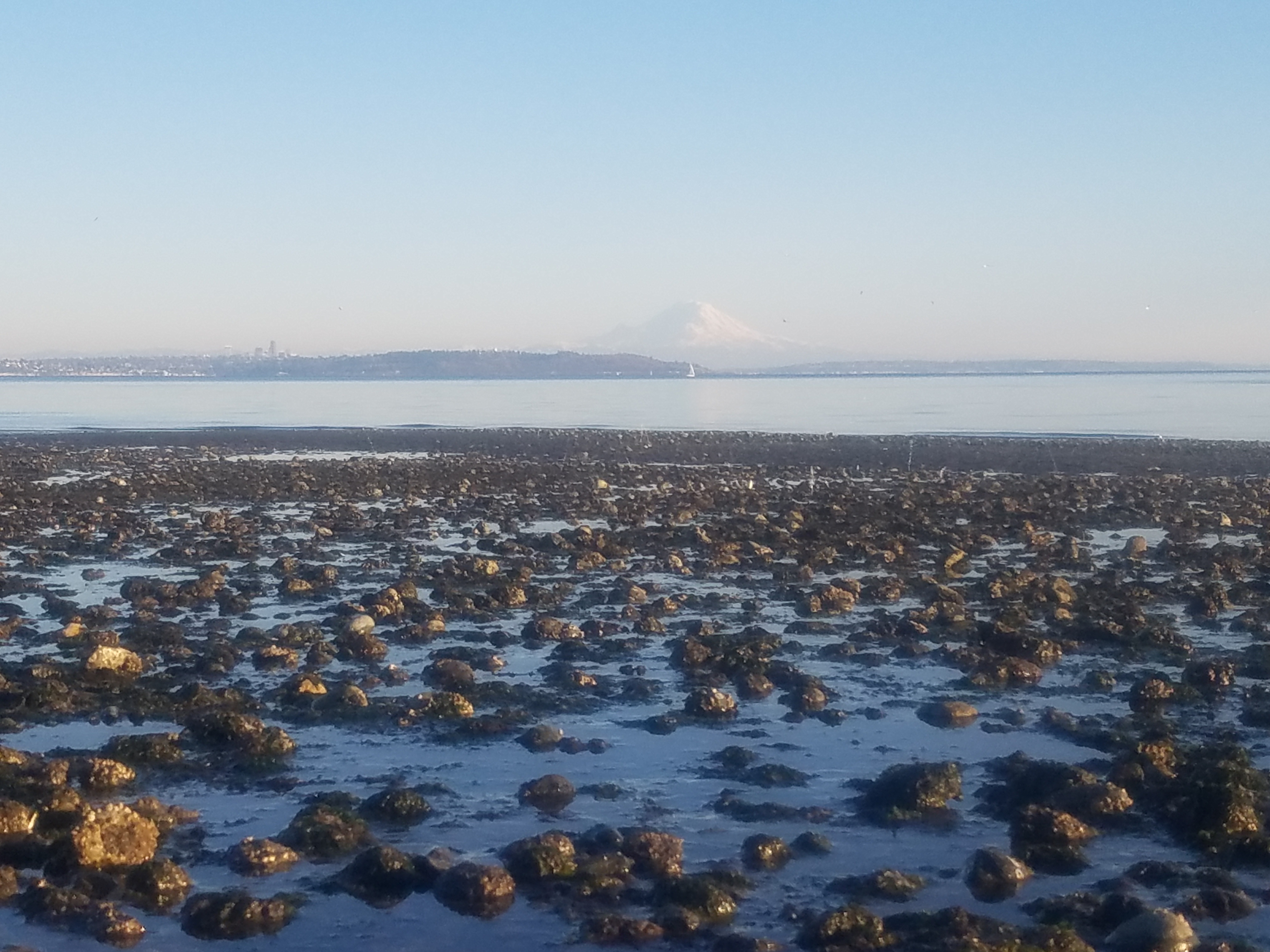 A cockle clam beach in the foreground of Mt. Rainier