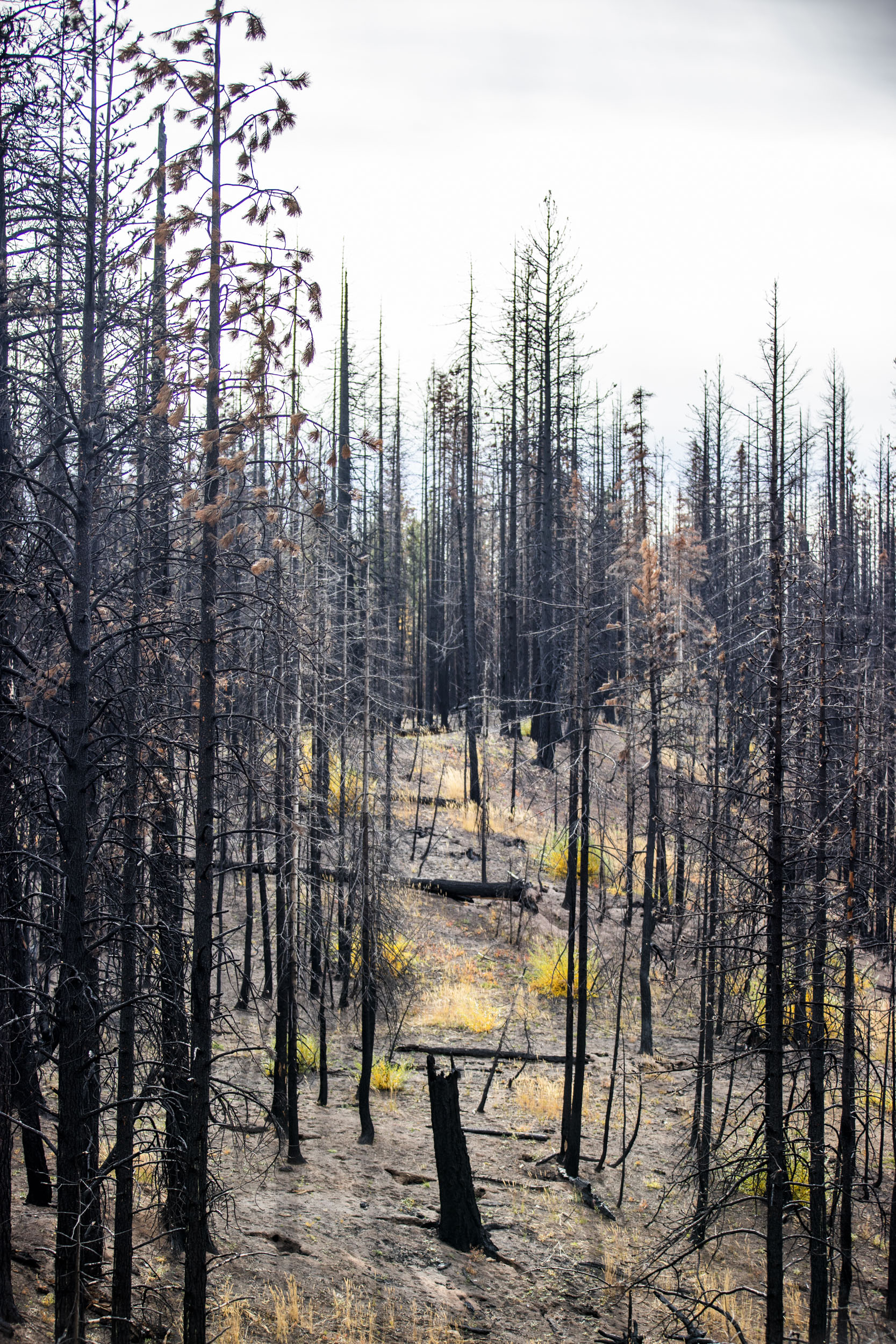 The site of the 2017 Jolley Mountain Fire is pictured on Wednesday, Oct. 24, 2018. The Department of Natural Resources is implementing a forest health treatment plan which uses dying forest for cross laminated timber. Franz says this plan will also help keep the cost of wildfire suppression down and make forests more resilient to wildfires. (Photo by Dorothy Edwards/Crosscut)