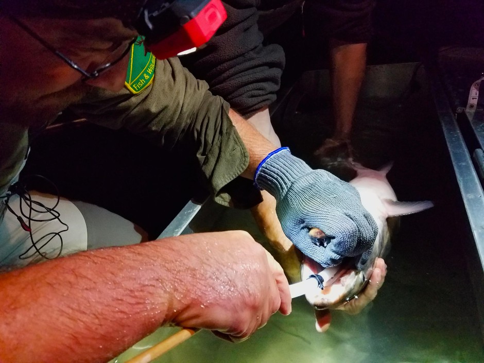 fish being tagged