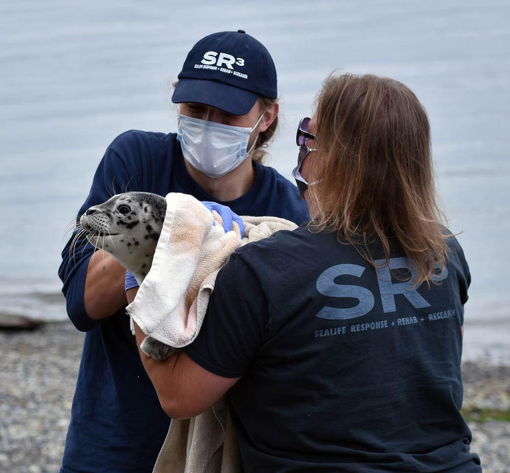 marine wildlife responders holding a harbor seal pup on a beach