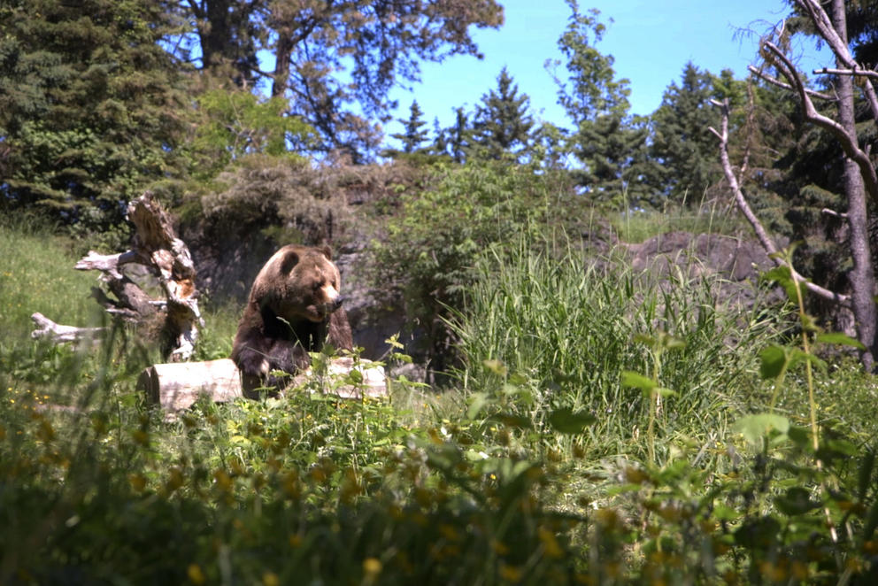 Denali, one of two grizzly bears at the Woodland Park Zoo, basks in the sun on May 27, 2020. Despite the lack of visitors, zoo staff still keep the place running and care for the animals.