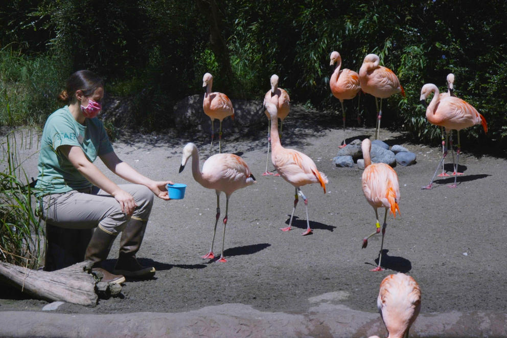 Animal keeper, Joanna Klass feeds the flamingos at Woodland Park Zoo on May 27, 2020.