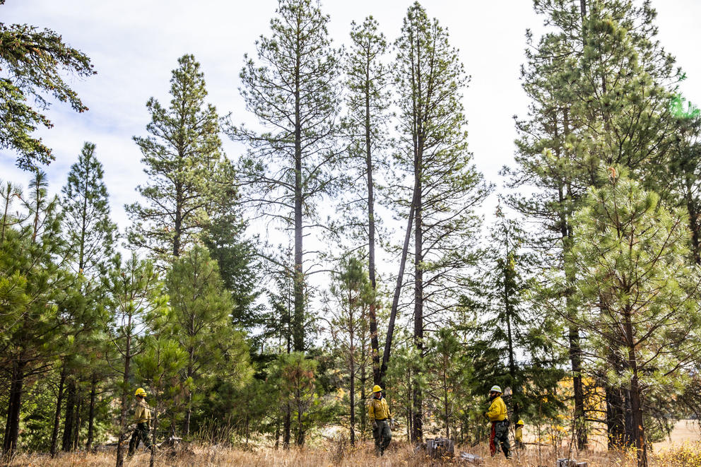 Crews work on thinning parts of the Teanaway Community Forest on Wednesday, Oct. 24, 2018, as a part of Washington State Lands Commissioner Hilary Franz's forest health treatment plan. The Department of Natural Resources is implementing the treatment plan which uses dying forest for cross laminated timber. Franz says this plan will also help keep the cost of wildfire suppression down and make forests more resilient to wildfires. (Photo by Dorothy Edwards/Crosscut)