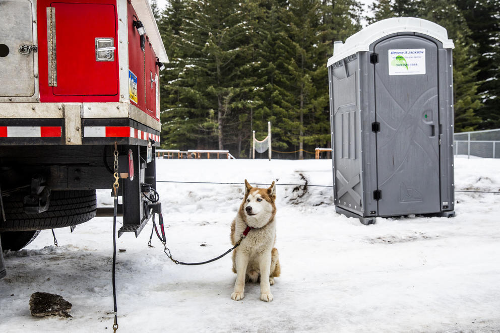 A sled dog in between races during the Northwest Sled Dog Association Dogtown Winter Derby at Camp Koinonia in Cle Elum on Saturday, Jan. 12, 2019. (Photo by Dorothy Edwards/Crosscut)
