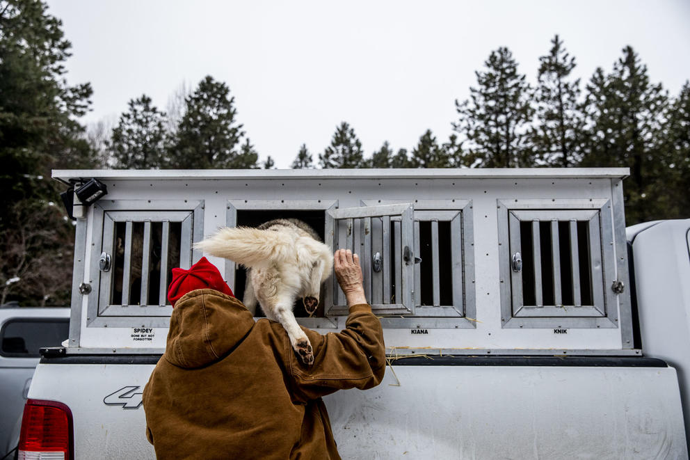 Rodney Whaley puts his dogs in their crates in between races during the Northwest Sled Dog Association Dogtown Winter Derby at Camp Koinonia in Cle Elum on Saturday, Jan. 12, 2019. (Photo by Dorothy Edwards/Crosscut)