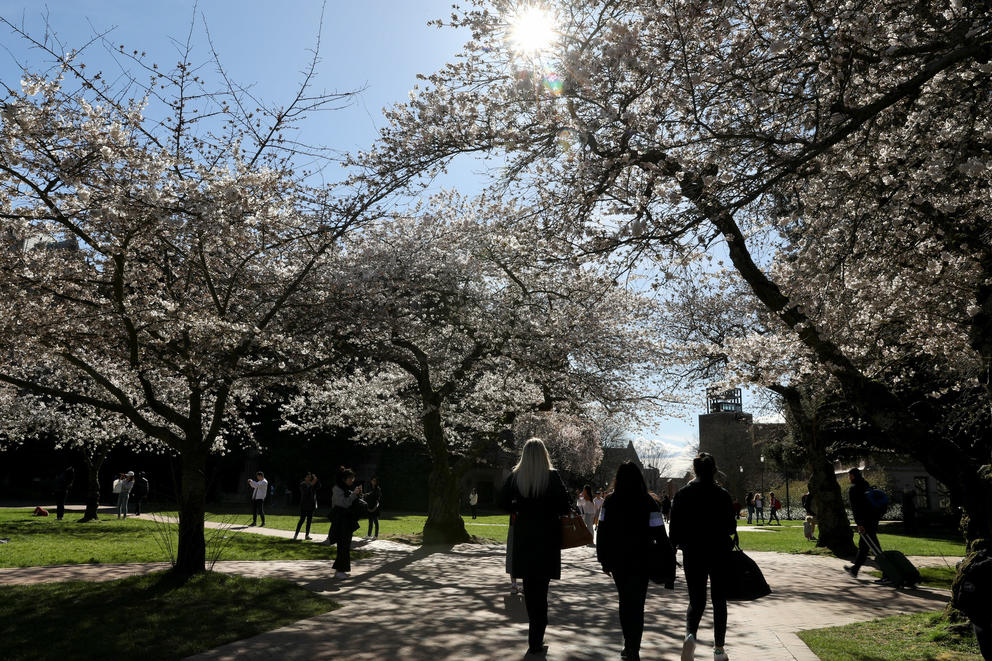People walk amid blooming cherry blossoms trees during a sunny afternoon on the UW Quad in Seattle on March 15, 2018. 