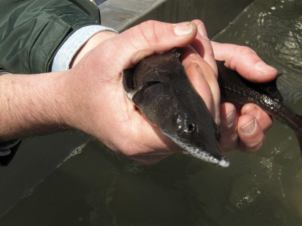 A white sturgeon about to be released into the river