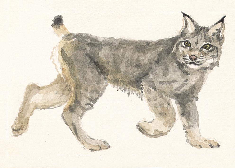 Lynx by Michael Alm