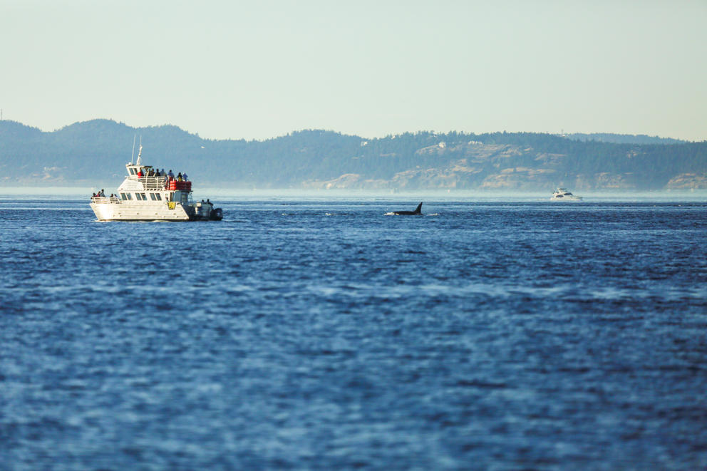 orcas whale noise boat