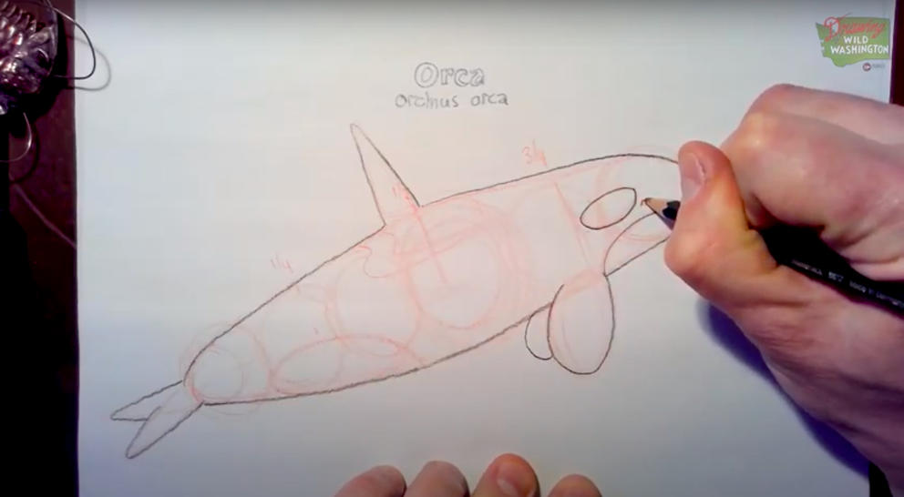 hand drawing orca