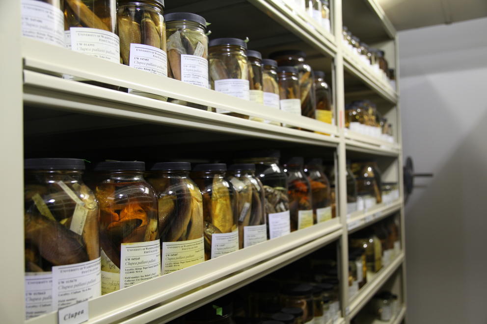 rows of shelves full of labeled jars housing preserved fish 