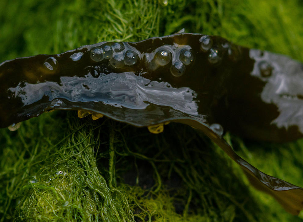 A closeup of tiny fish eggs on seaweed