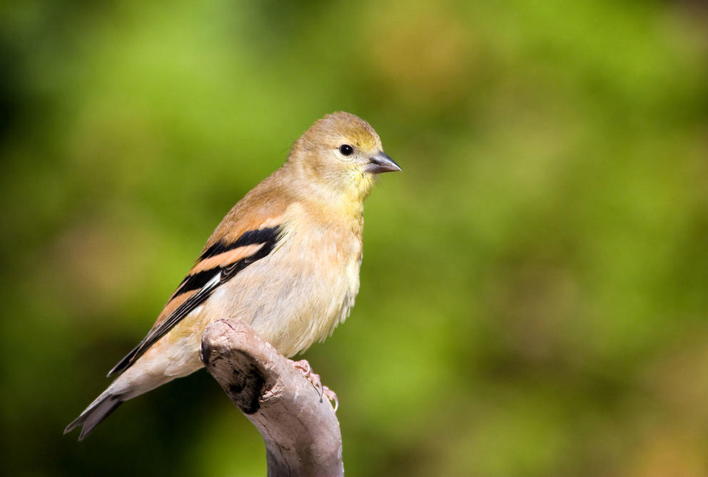 a small bird sits on a tree branch 