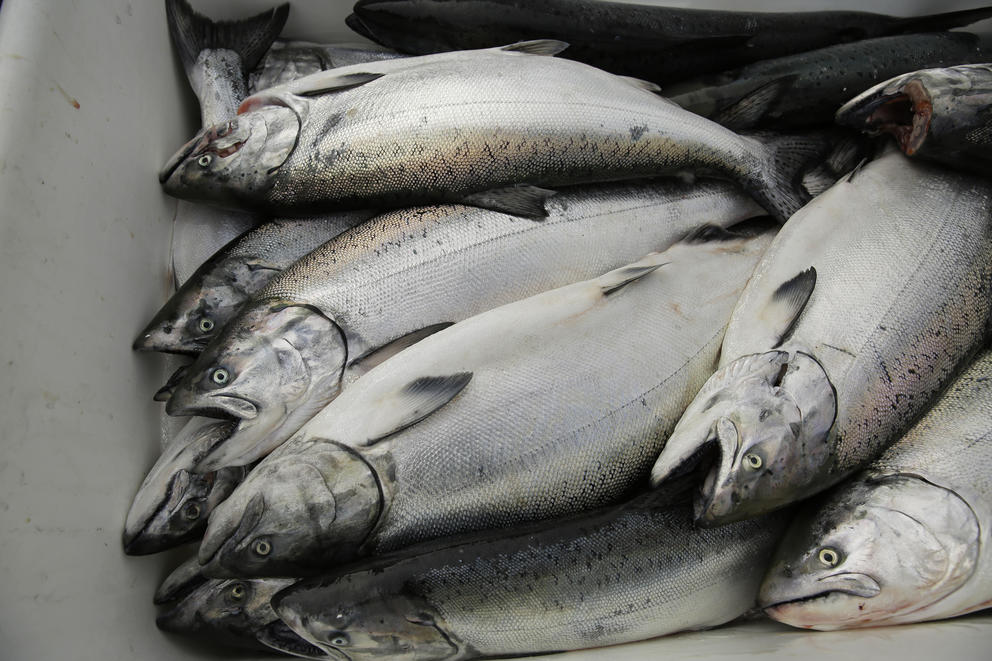 A slew of chinook salmon
