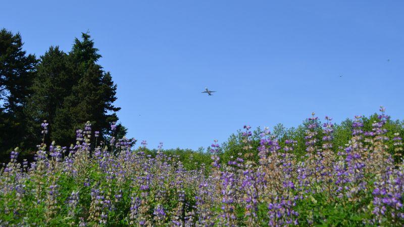 A field of wildflowers with a plane flying overhead