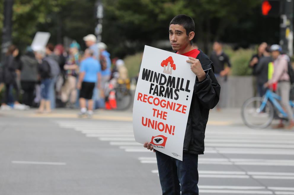 A person holds a picket sign that says "Windmill Farms Recognize the Union."