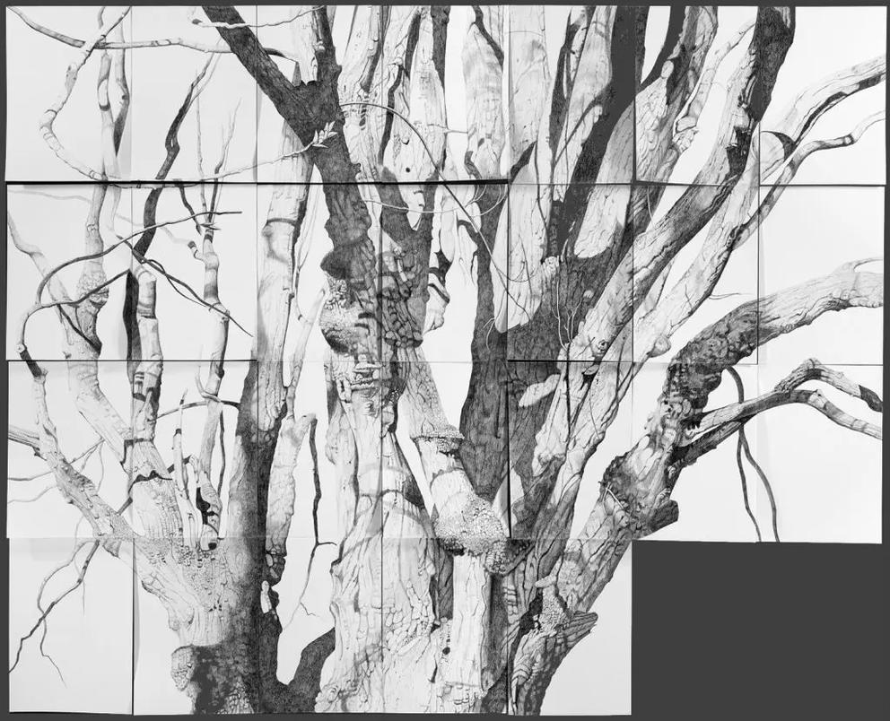 a graphite drawing of a bare tree on rectangles of white paper