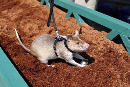 A large rat in a harness digs inside a pen filled with dirt.