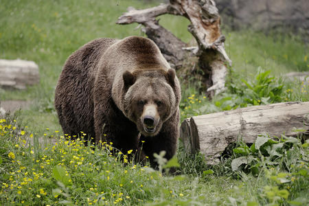 A grizzly bear walks through a field of tall grass