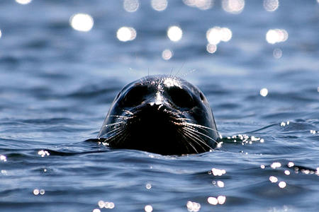A seal sticks its head out of the water