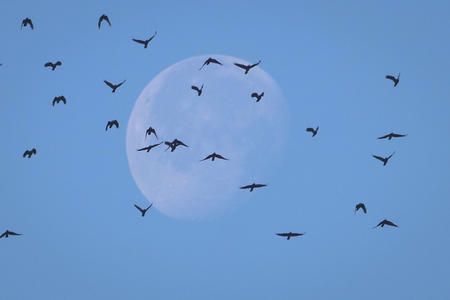 Crows fly past the moon