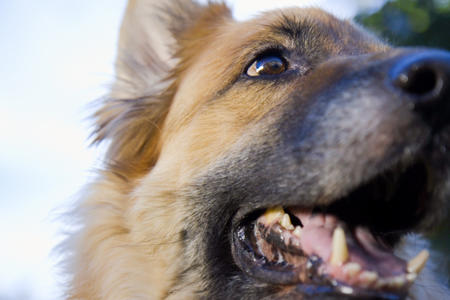 a german shepherd with its mouth open