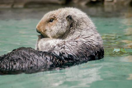 an otter floating in the water