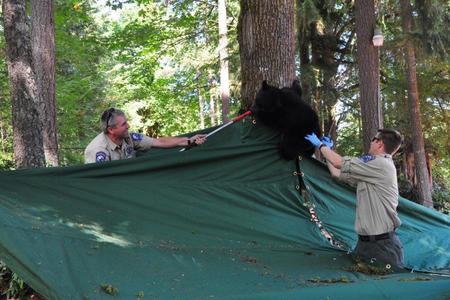 Two men help a treed bear cub