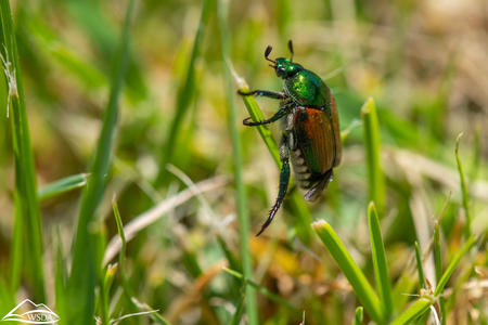 Close-up view of green metallic beetle with copper fly covers