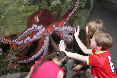 Octopus at Seattle Aquarium