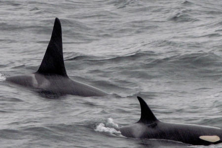 two orcas partially out of water swimming