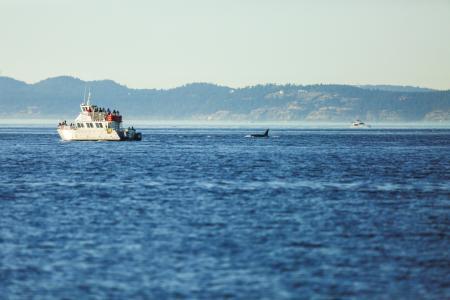 orca whale noise boat
