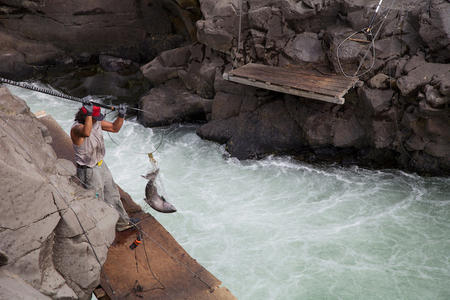 A Yakama tribal member fishes in the Klickitat River for fall Chinook salmon.