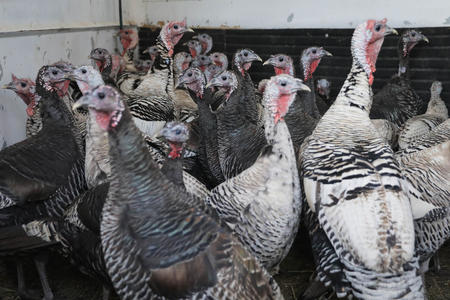 Turkeys gathering at Windy N Ranch