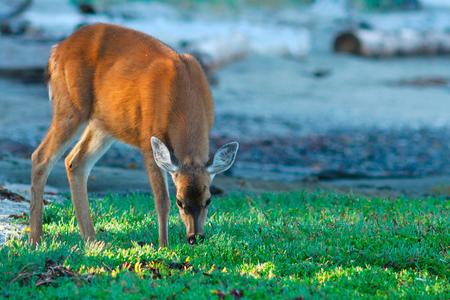 A deer leans its head down to nibble on grass. 