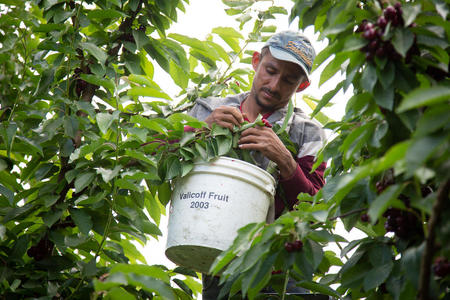 A farmworker is seen standing among lush green bushes, and picking cherries into a white bucket labeled with "Valicoff Fruit."