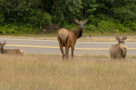 Three elk out standing in a field.