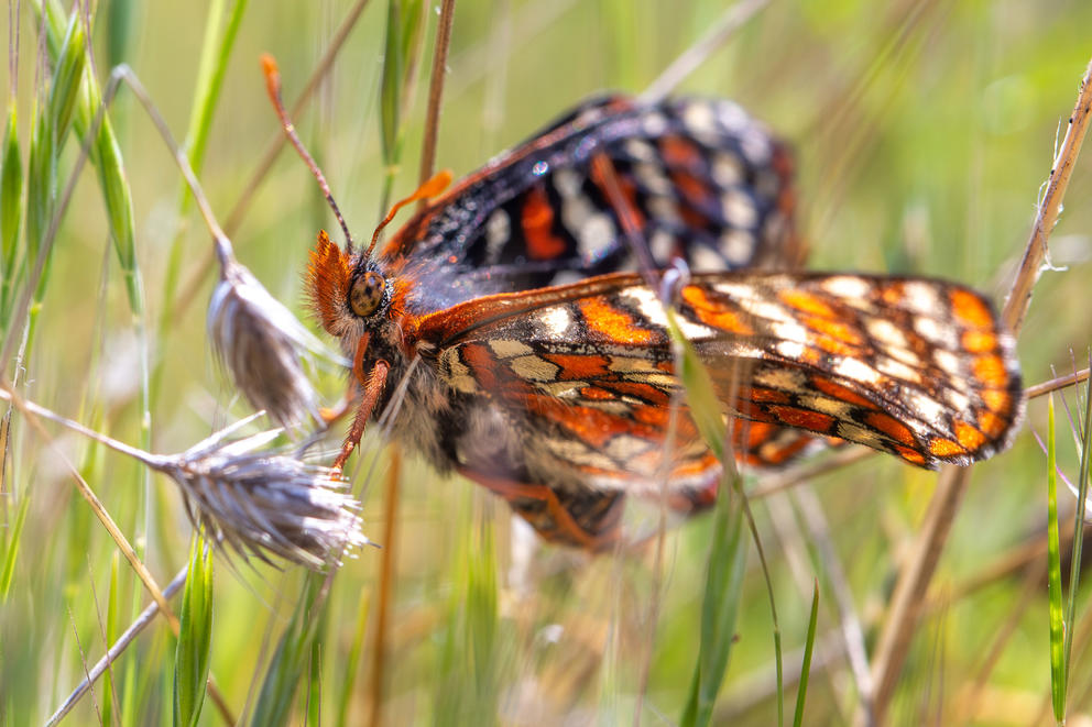 A butterfly with orange, black and white wings sits on grass