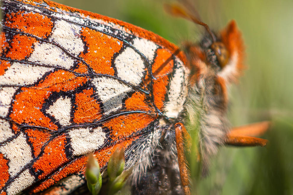 a close up of a butterfly shows the scales and hairs on its wings