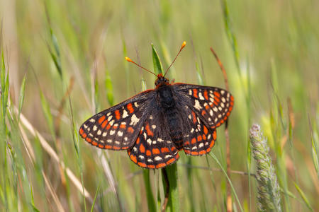 A butterfly lands on grass.