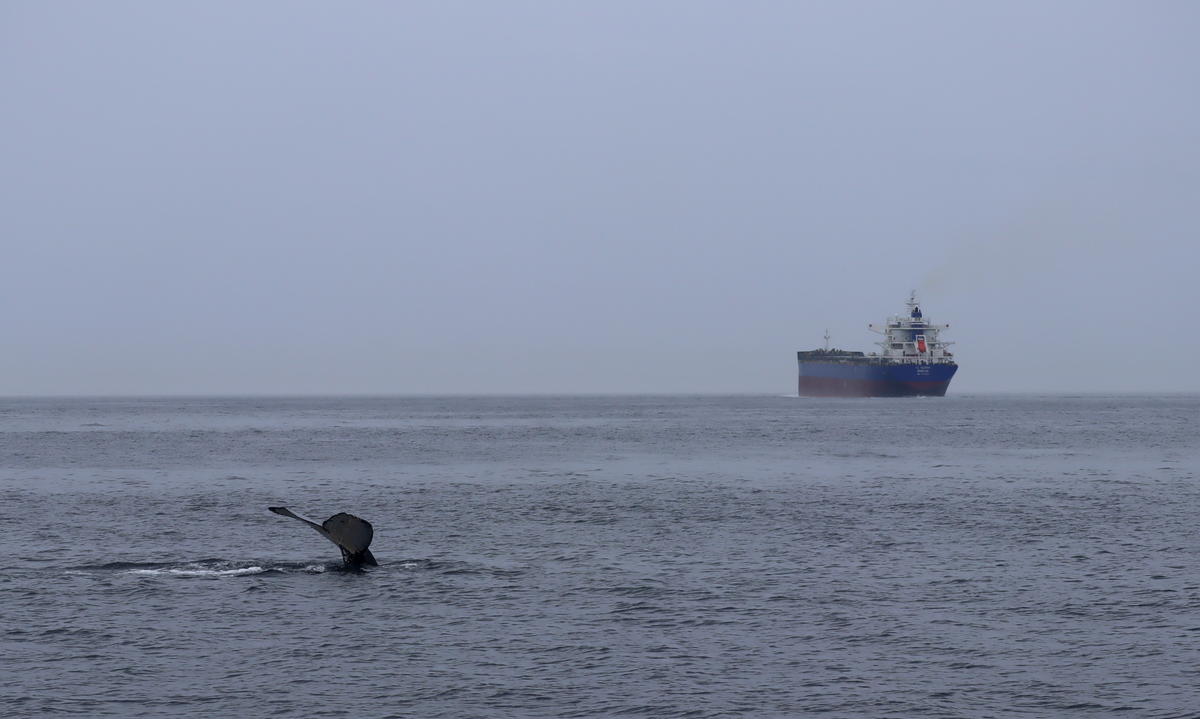 A humpback whale's tail sticks out of the ocean while a ship sits in the distance.