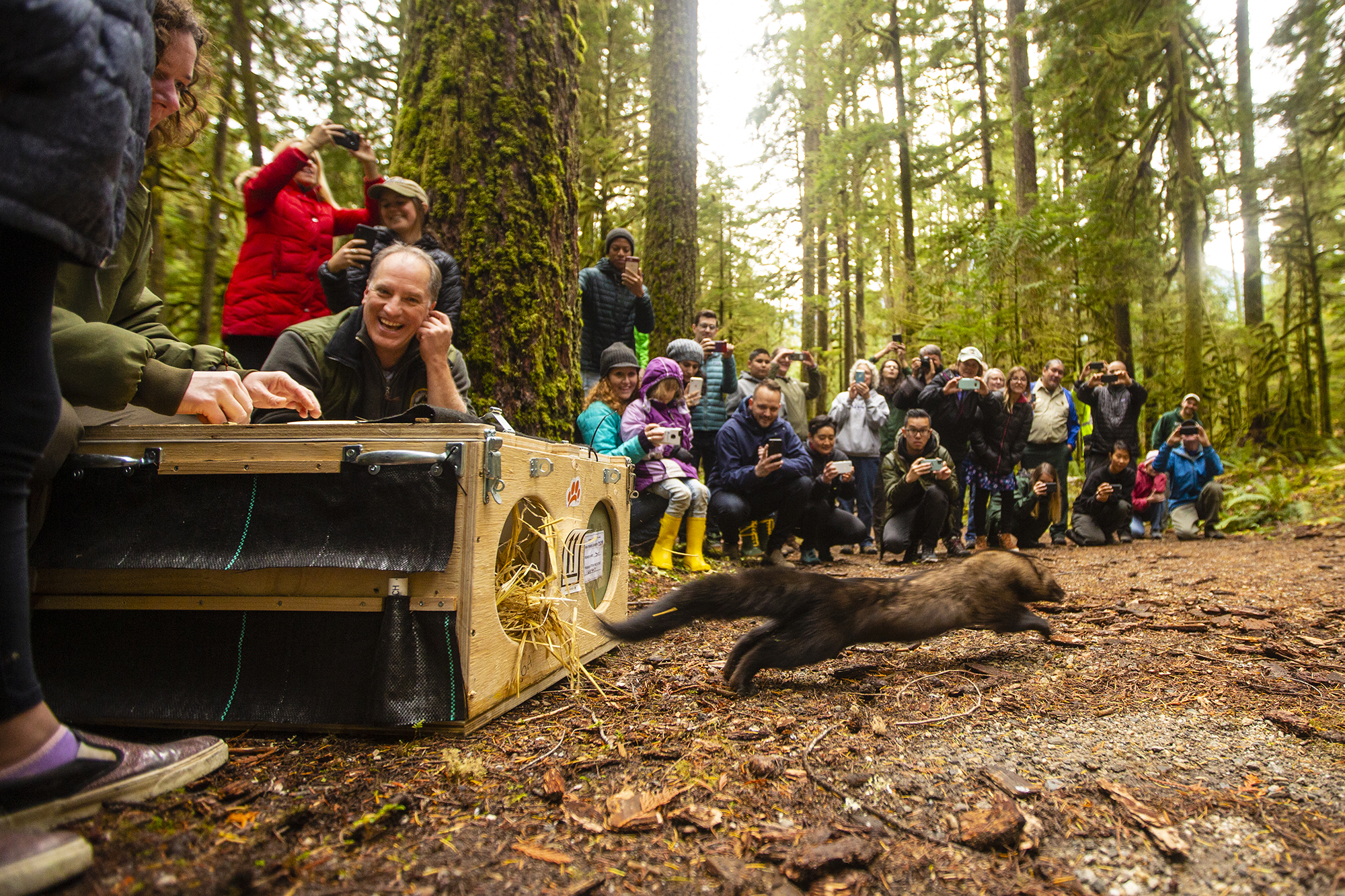 Biologists and members of the public release fishers at Buck Creek in North Cascades National Park on October 24, 2019. Photo: David Moscowitz courtesy of Conservation Northwest.