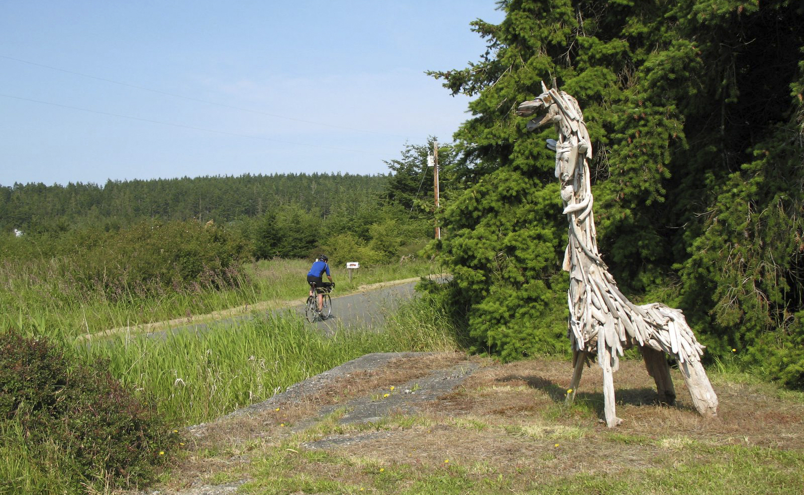 A bicyclist passes a wooden alpaca sculpture along a road