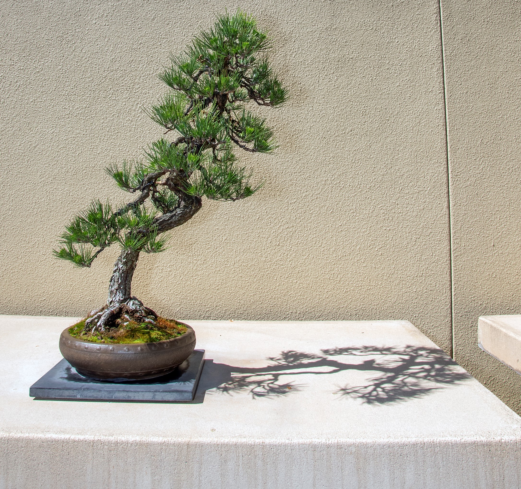 The Japanese black pine bonsai on display at Pacific Bonsai Museum in Federal Way. It was grown from a seed by a Japanese-American prisoner of an internment camp during World War II. (Pacific Bonsai Museum.)