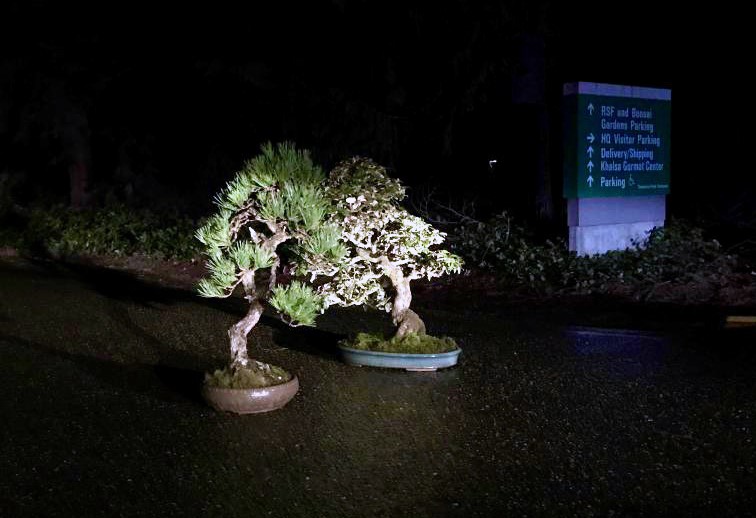 From left, the Japanese black pine and silverberry bonsai trees stolen from Pacific Bonsai Museum in Federal Way were discovered intact on a road near the museum Tuesday night. (Pacific Bonsai Museum.)