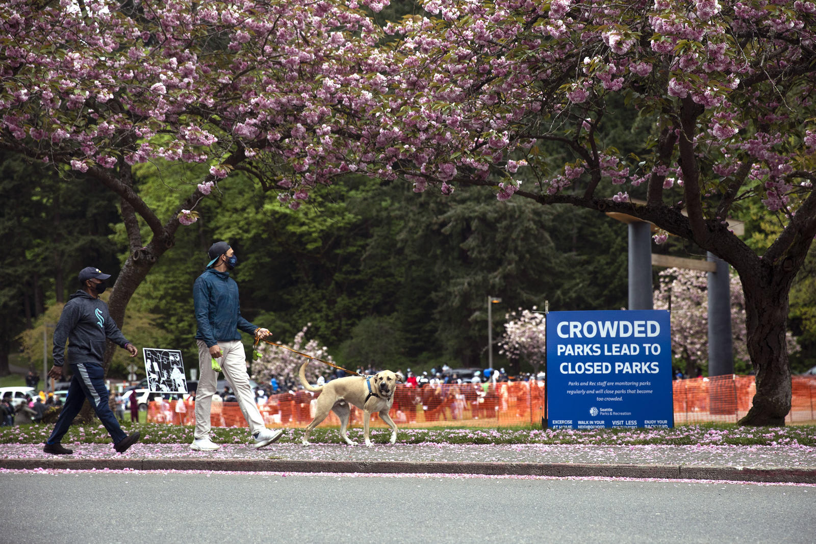 People walking around a park as magnolia blossoms fall. A sign staked in the grass reads "Crowded parks lead to closed parks."