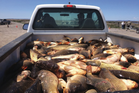 A truckbed is filled with invasive common carp from Malheur Lake. The annual project to remove carp, which harm water quality and migratory bird habitat on the lake, couldn’t occur in 2016 because of the occupation at the Malheur National Wildlife Refuge in Oregon. Credit: Devan Schwartz/ EarthFix