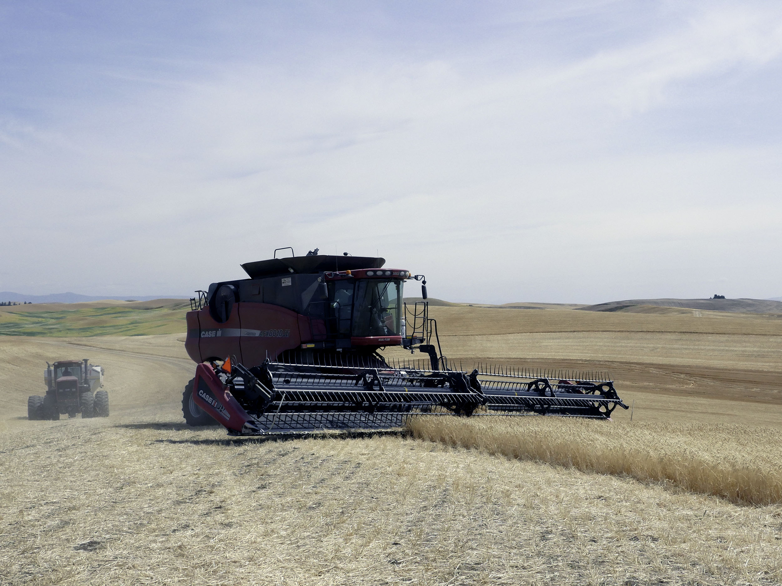 Combine driver runs through a barley field