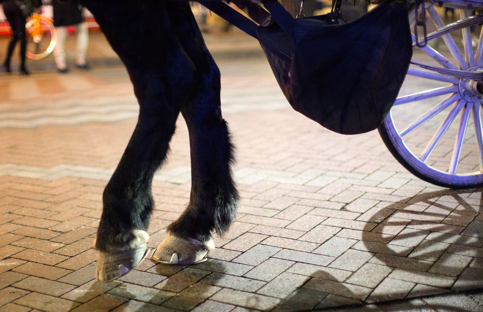 Amos, an 11-year-old Percheron draft horse, is outfitted with shoes and pads made from rubber and metal that allow him to work Seattle streets. © Karen Ducey for Crosscut 
