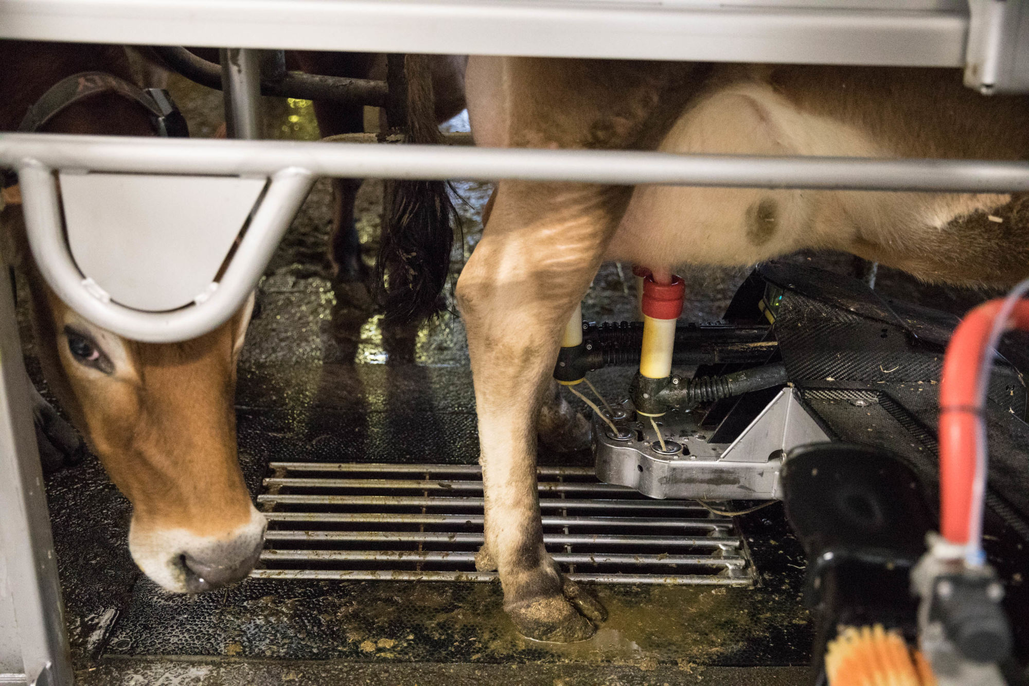 A cow peeks under the gate at Twin Brooks Creamery near Lynden, Washington while waiting its turn to be milked by a robotic milker. 